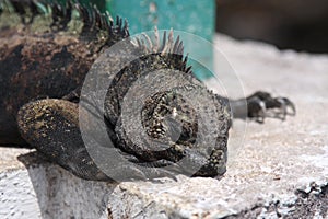Galapagos Marine Iguana close up