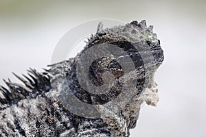 Galapagos Marine Iguana - Close up