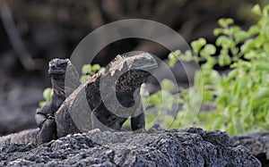 Galapagos marine iguana family