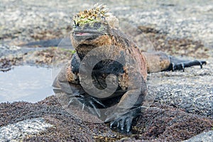 Galapagos marine iguana, Isabela island photo