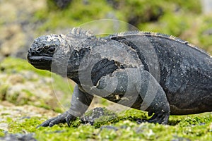 Galapagos marine iguana, Isabela island, Ecuador