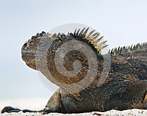 Galapagos Marine Iguana Profile