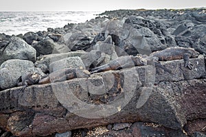 Galapagos Marine Iguana resting on lava rocks