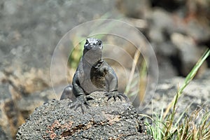 Galapagos Marine Iguana resting on rocks