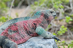 Galapagos Marine Iguana resting on rocks
