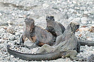 Galapagos Marine Iguana resting on rocks