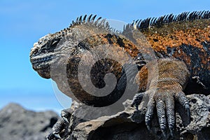 Galapagos marine iguana, San Cristobal island, Ecuador