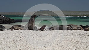 Galapagos marine iguana and sea lion on a white sand beach