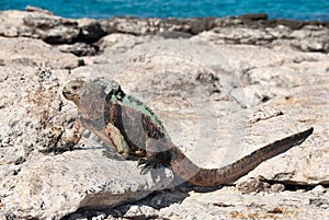 Galapagos marine iguana in sunshine