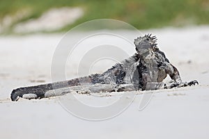 Galapagos Marine Iguana on a white sandy beach