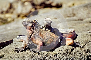 Galapagos Marine Iguanas