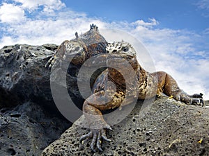 Galapagos marine Iguanas