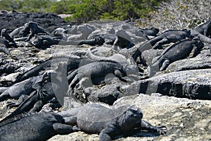 Galapagos Marine Iguanas