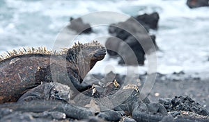 Galapagos Marine Iguanas