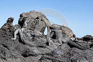 Galapagos Marine Iguanas Amblyrhynchus cristatus on lava rock, Galapagos Islands