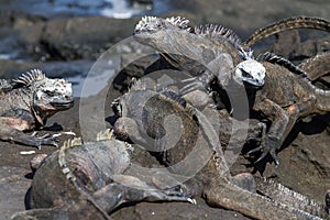 Galapagos Marine Iguanas Amblyrhynchus cristatus on lava rock, Galapagos Islands photo