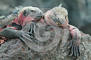 Galapagos Marine Iguanas resting on rocks