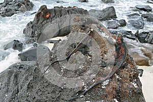 Galapagos Marine Iguanas resting on rocks