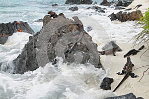 Galapagos Marine Iguanas resting on rocks