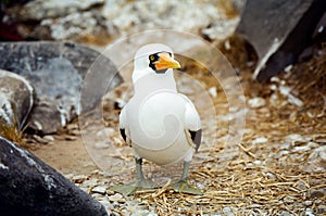 Galapagos Masked Booby