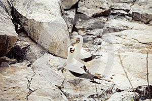 Galapagos Masked Booby