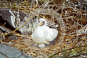 Galápagos enmascarado tonto anidando sobre el huevos 