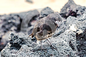 Galapagos Medium-ground Finch (Geospiza fortis) in Santa Cruz,