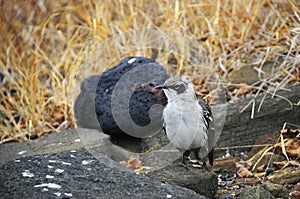 Galapagos Mockingbird