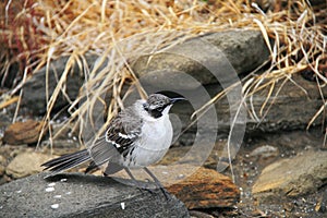 Galapagos Mockingbird