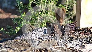 Galapagos mockingbird at Darwin Station