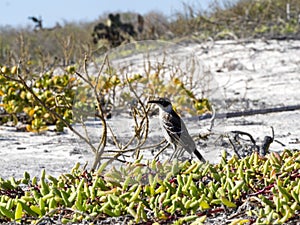 Galapagos Mockingbird, Nesomimus parvulus, on colorful coastal vegetation, Santa Cruz, Galapagos Islands, Ecuador