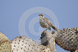 Galapagos Mockingbird perched on a prickly pear cactus tree