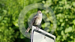 Galapagos mockingbird perched on a sign