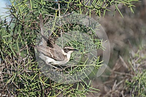 Galapagos Mockingbird, Puerto Egas Egas Port, Santiago Island, Galapagos, Ecuador, South America photo