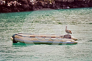 Galapagos pelican on boat photo