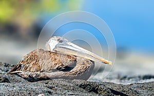 Galapagos Pelican