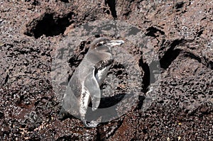 Galapagos penguin