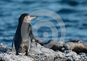 Galapagos Penguin