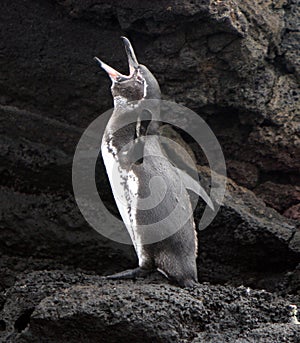 Galapagos Penguin calls out photo