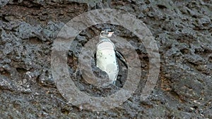 A galapagos penguin flaps its wings on isla bartolome photo