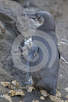 Galapagos Penguin from the Galapagos, Ecuador