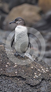 Galapagos penguin in the Galapagos Islands