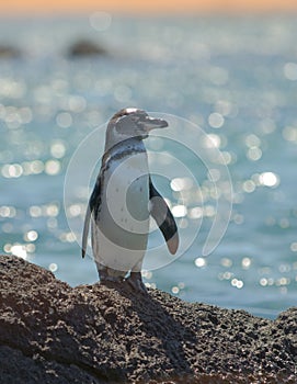 Galapagos penguin, galapagos islands