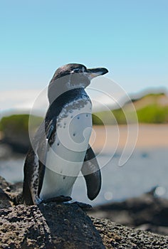 Galapagos penguin, galapagos islands