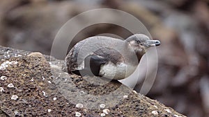 Galapagos penguin lying on a rock