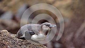 Galapagos penguin lying on a rock