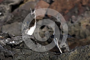 Galapagos Penguin Mating Dance