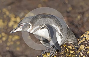 Galapagos Penguin Ready to Dive in the Ocean