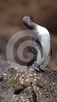 Galapagos penguin on a rock, preening