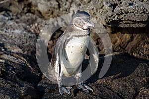 A Galapagos penguin on a rock in Santiago Island, Galapagos Island, Ecuador, South America